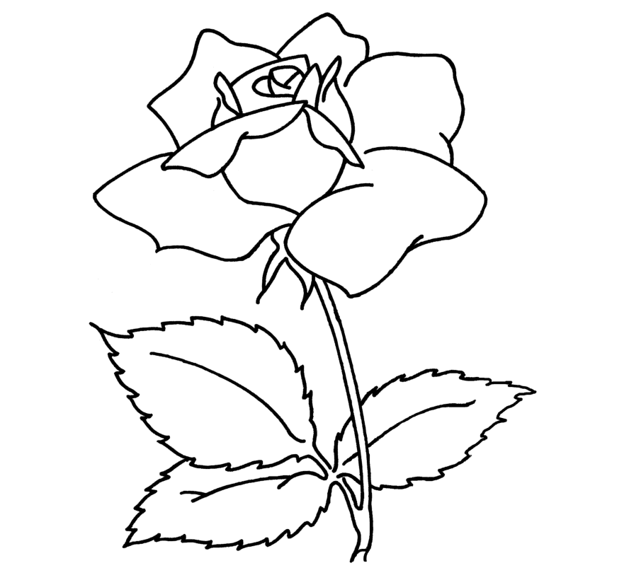 888x820 Beautiful Flower Coloring Drawing Free Wallpaper Anggela