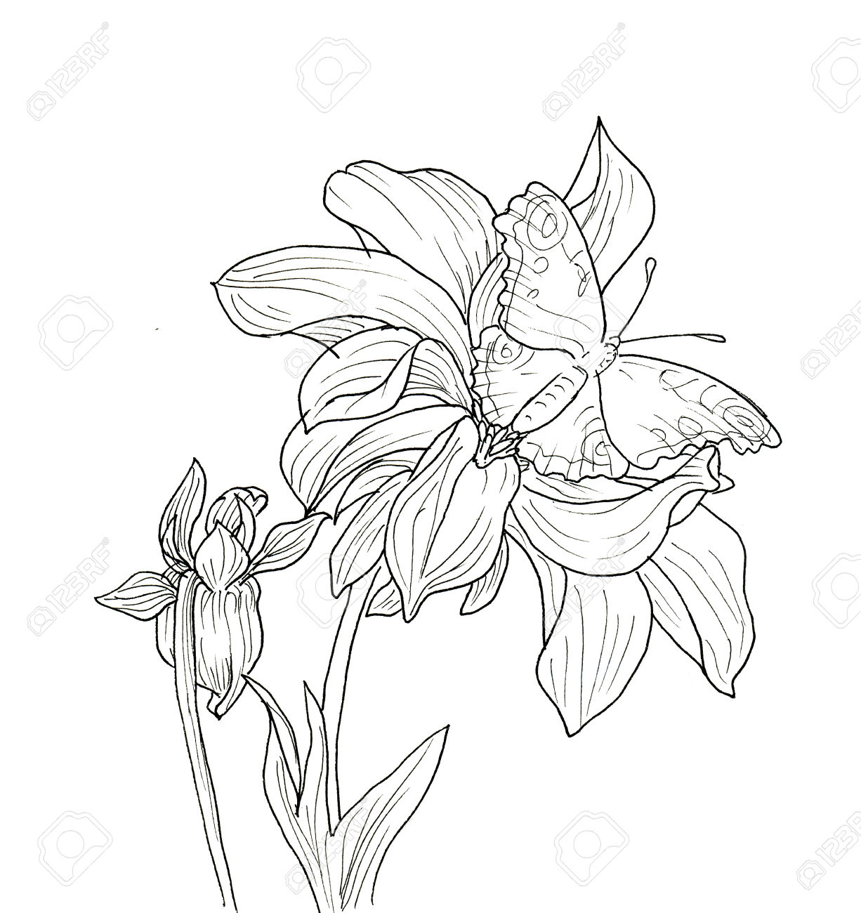 1226x1300 Drawn Butterfly Flower Photography