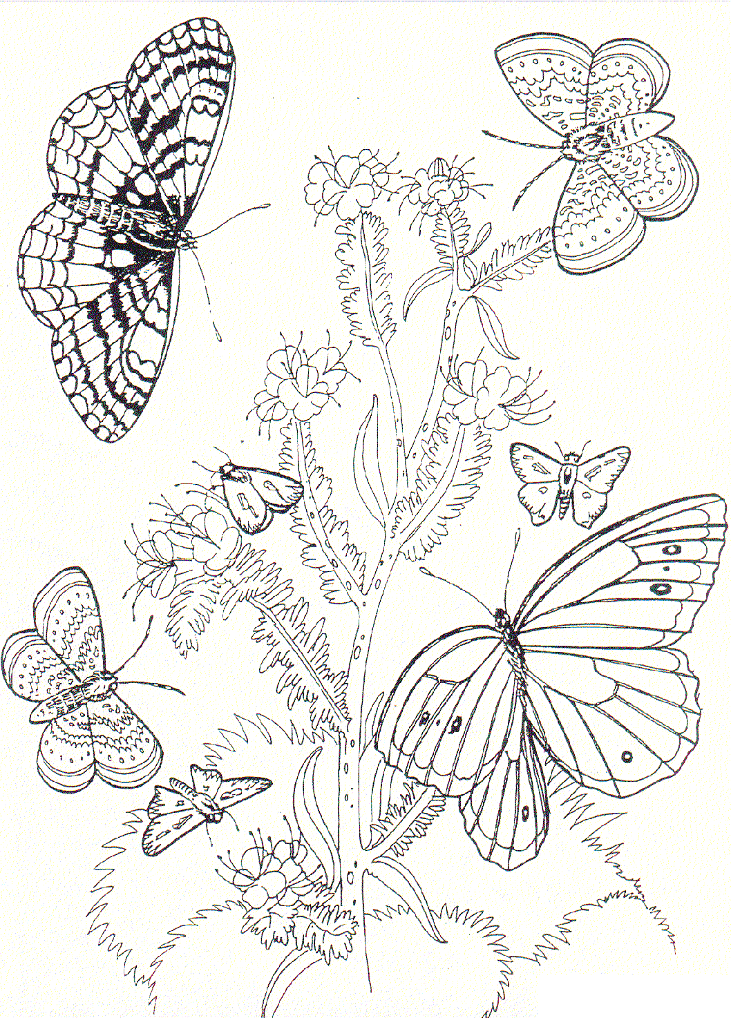 1058x1474 Flowers And Butterflies Coloring Page
