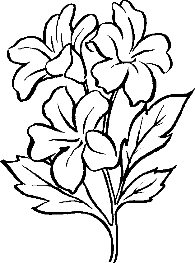 627x846 Flowering Plants Clipart Black And White