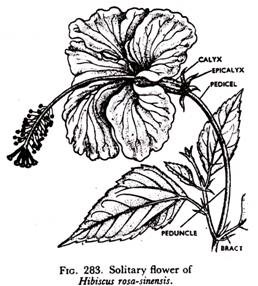 258x286 Inflorescence In Plants 3 Important Types (With Diagram)
