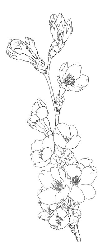 344x780 Kleurplaat Bloem Plant Dier Colouring Picture Flower Animal