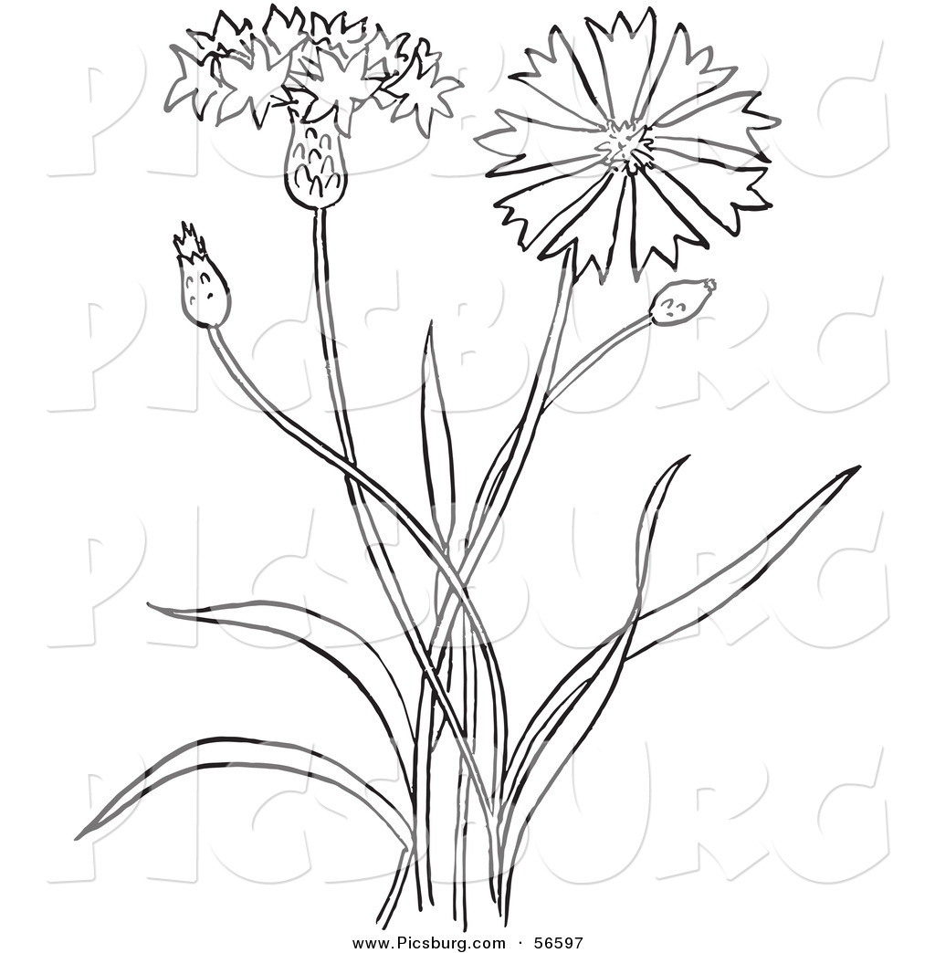 1024x1044 Line Drawing Of Flowers Clipart