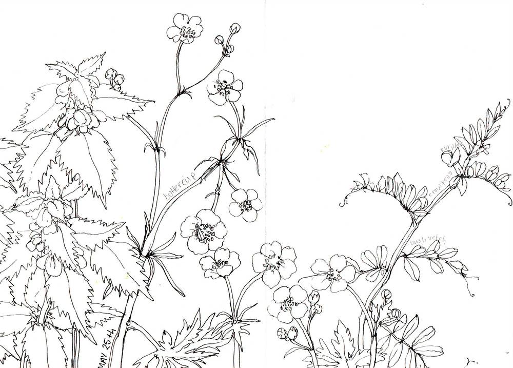 1000x717 Sketchbooks Ann Bridges