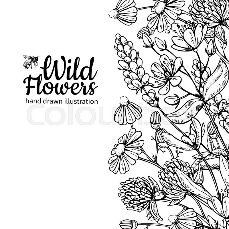 800x800 Wild Flowers Vector Drawing Set. Isolated Meadow Plants And Leaves