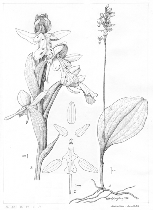 533x734 Drawing Plants In Pen Amp Ink Artplantae