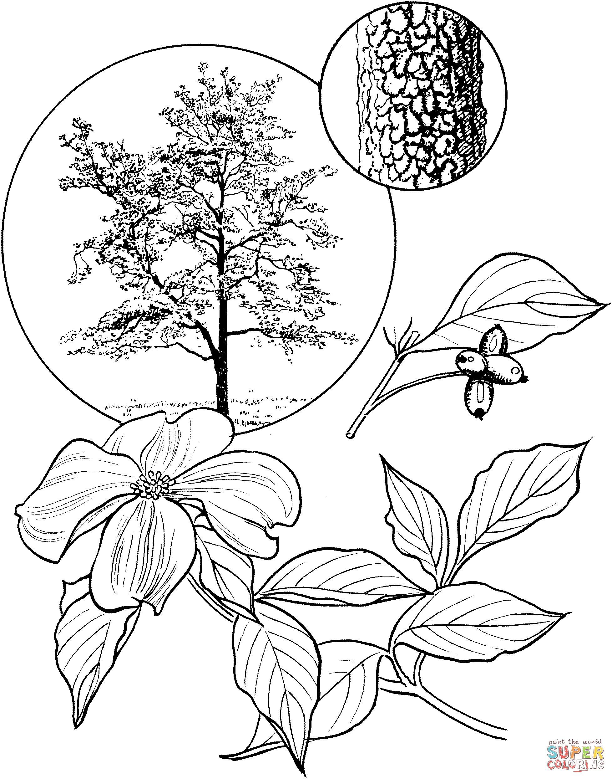 1957x2489 Flowering Dogwood Tree Coloring Page Free Printable Coloring Pages