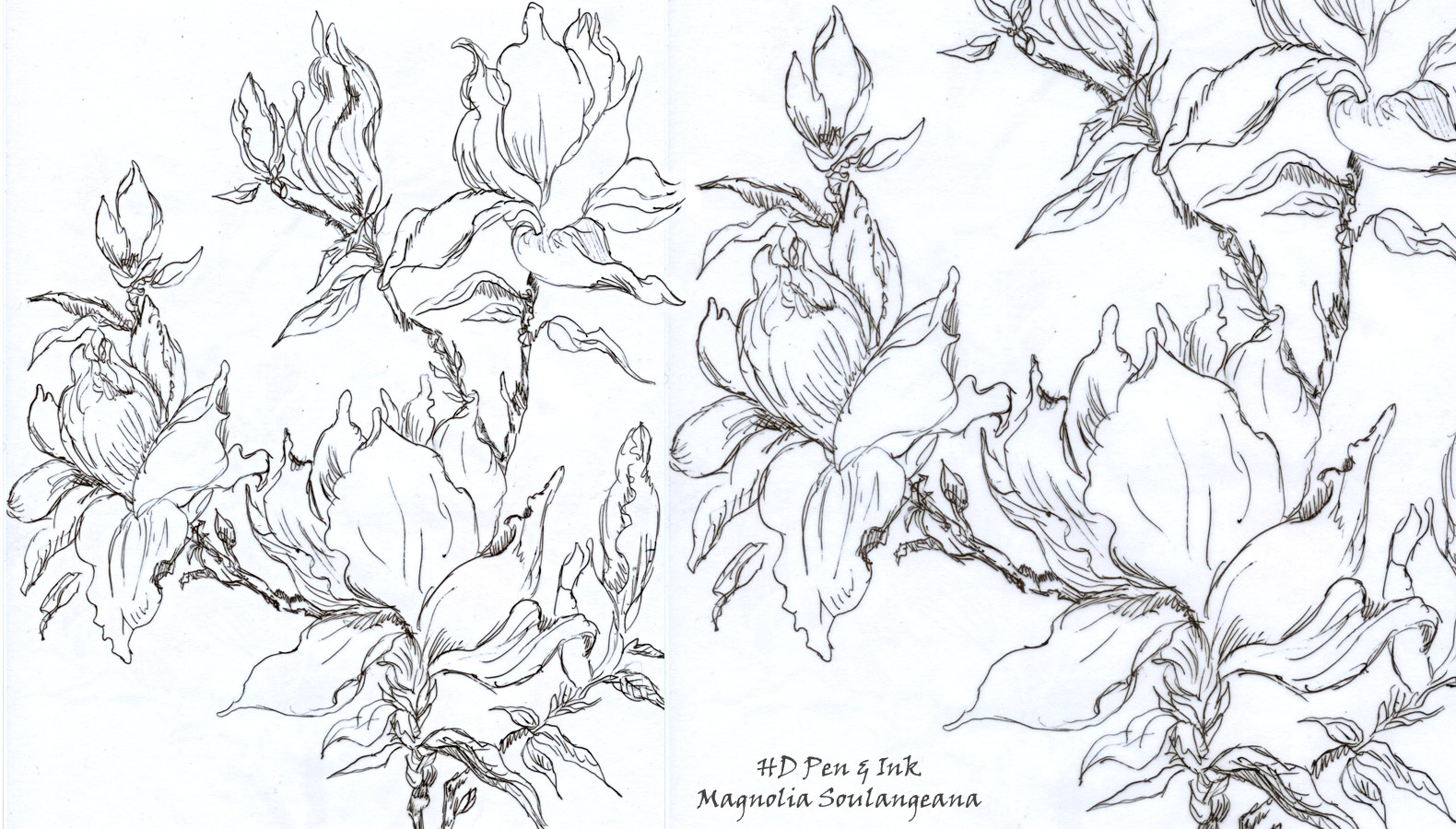 1580x900 Flowering Magnolia Tree Stencil Design Inspirations
