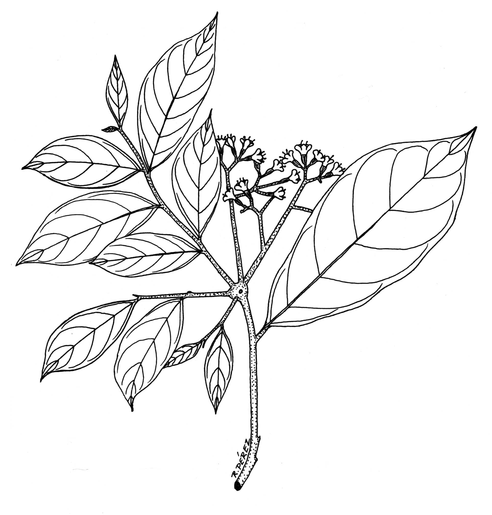 1927x2018 Panama Watershed Tree Atlas