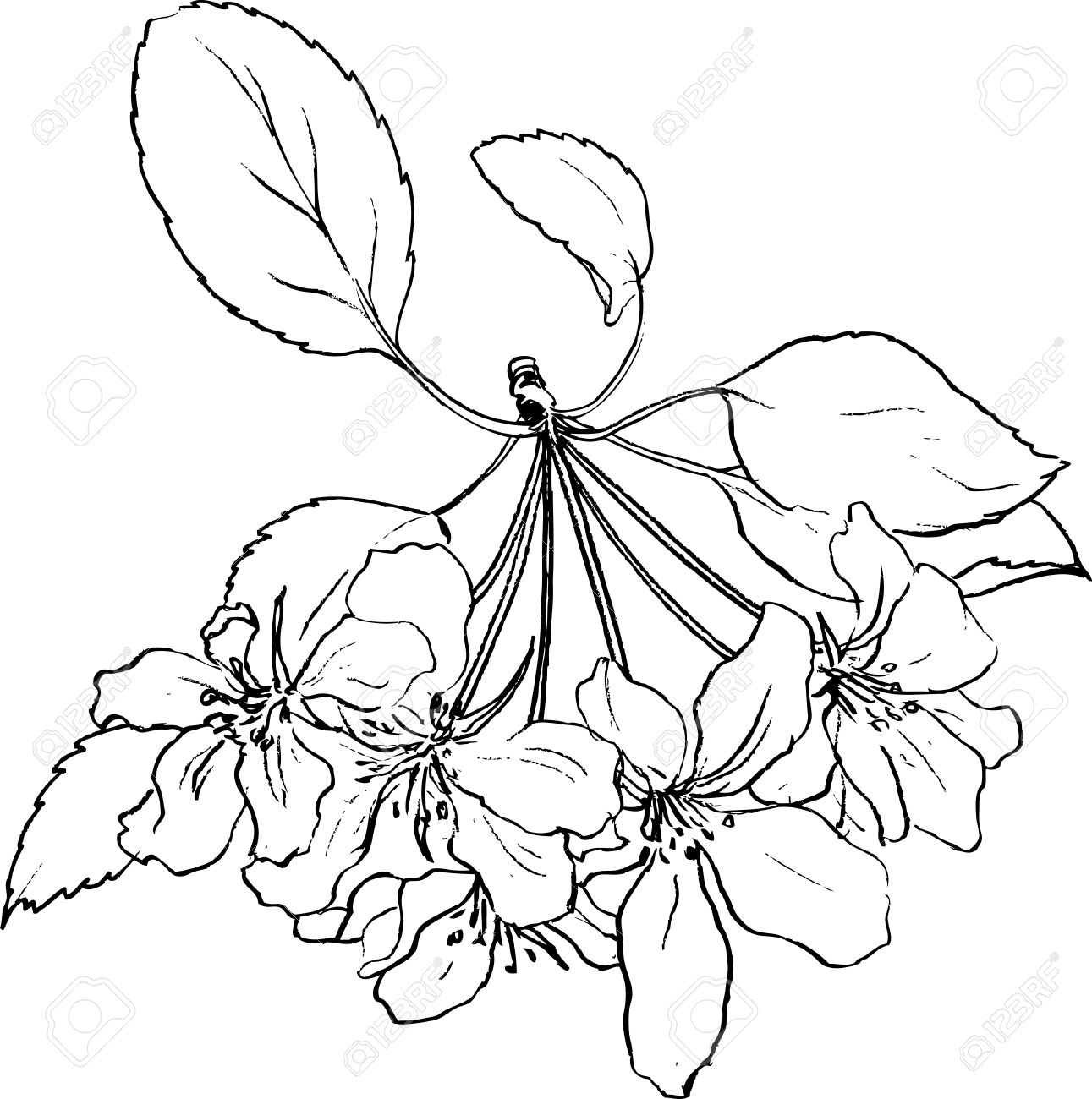 1291x1300 Spring Flowers Of Apple Tree, Line Drawing Apple Blossoms