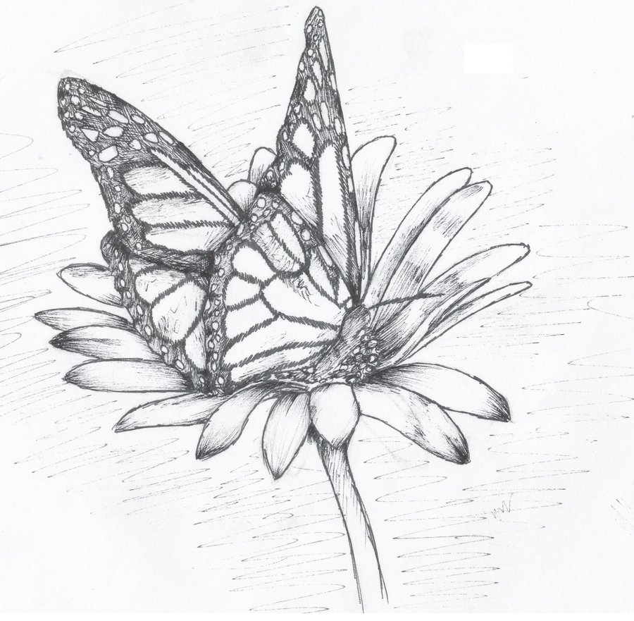 Flowers And Butterflies Drawing at GetDrawings | Free download