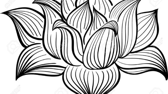 570x320 Lotus Flower Drawing Black And White Illustration Of Hand Drawn
