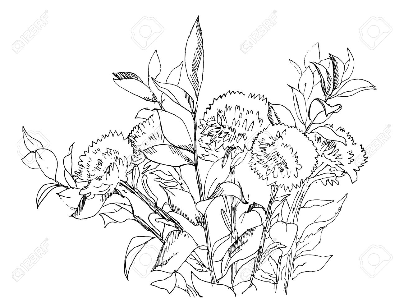 1300x975 Aster Flowers Bouquet Hand Drawn Ink Sketch, Vector Royalty Free