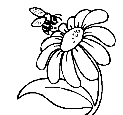 505x470 Drawing Clipart Flower