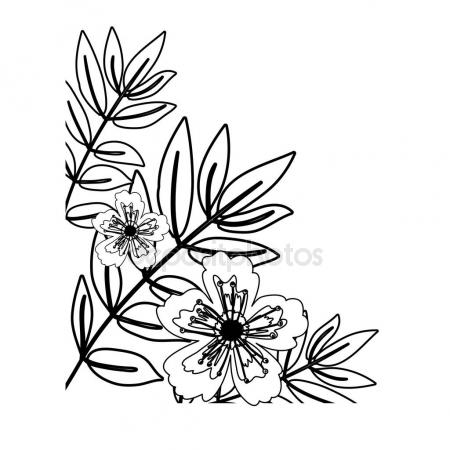 450x450 Anemone Flowers Drawing And Sketch With Line Art Stock Vector