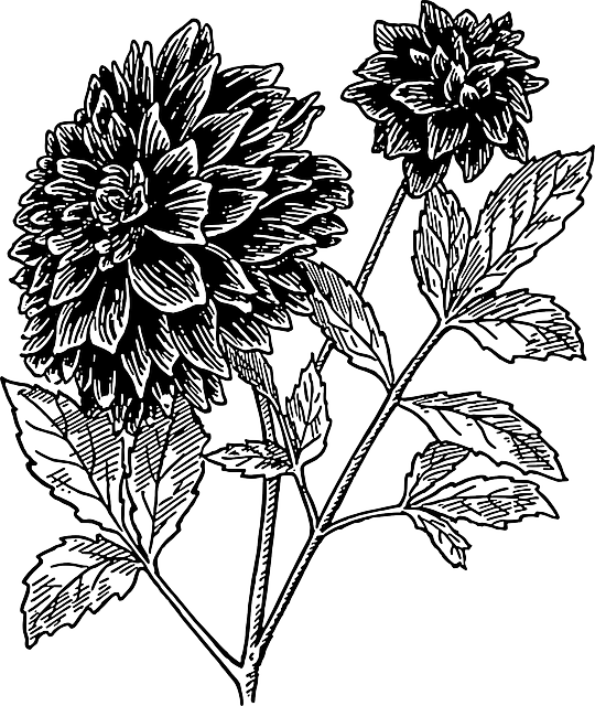 540x640 Black, Drawing, Sketch, Flower, White, Flowers, Plant