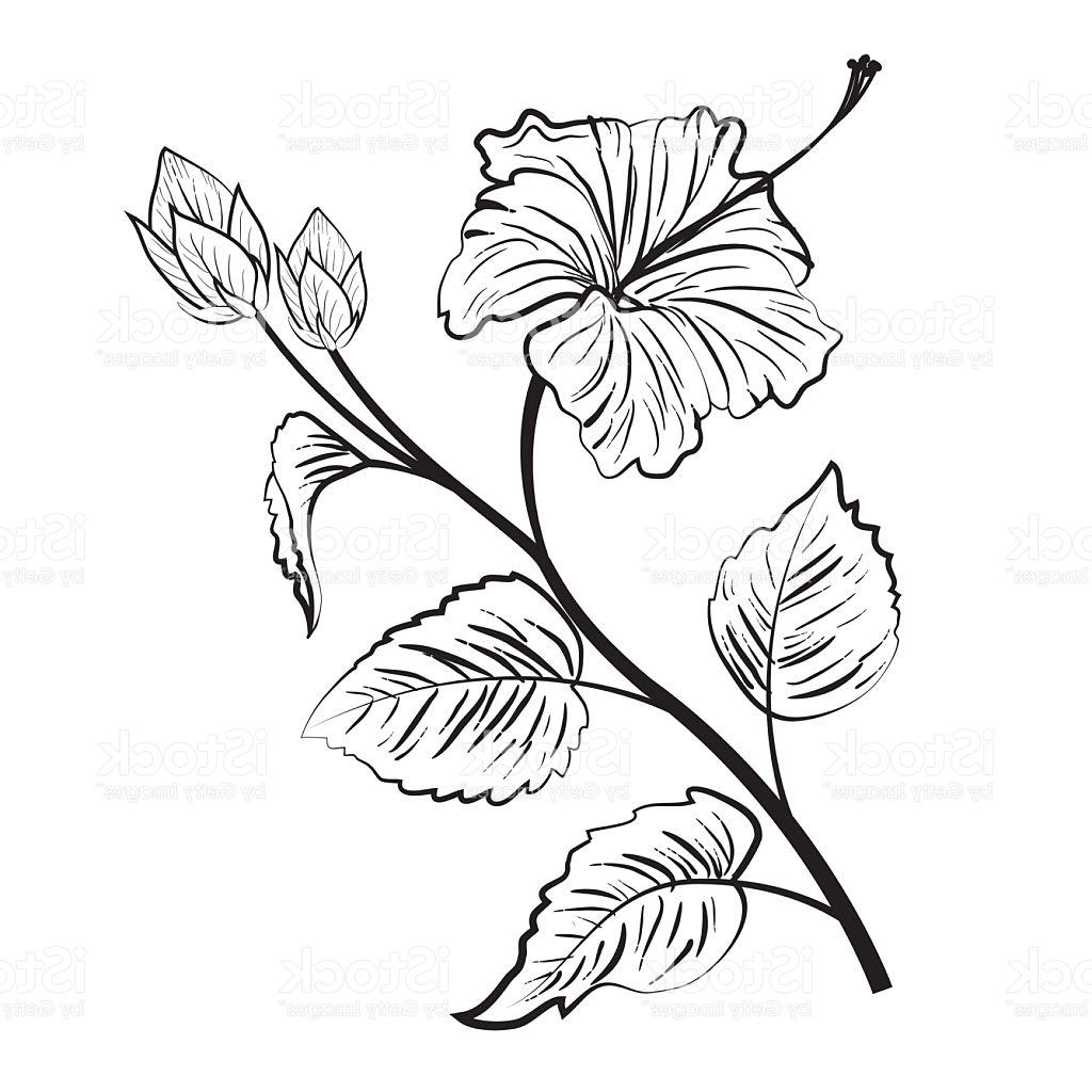 1024x1024 Hd Hibiscus Flower Drawings Vector Design Free Vector Art