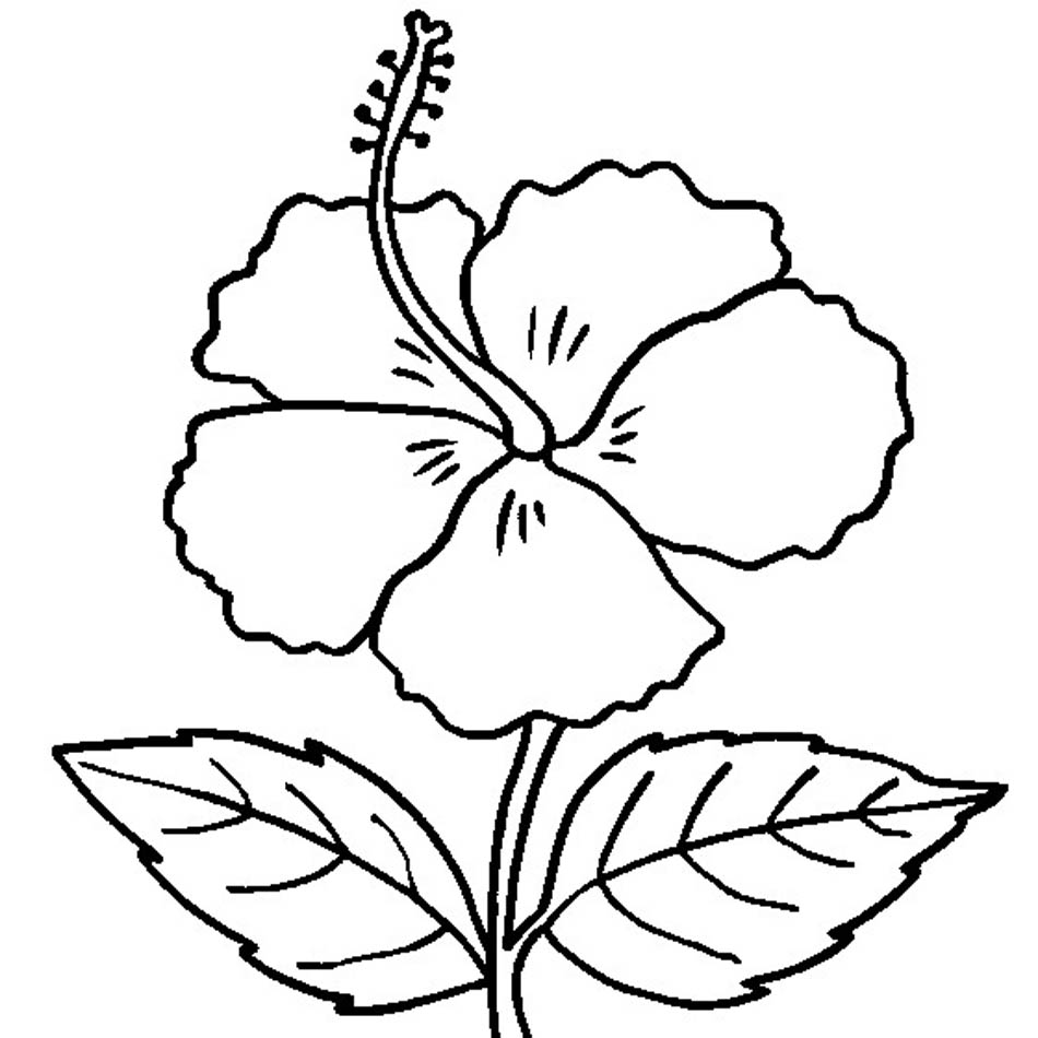 950x950 Coloring Pages Of Hibiscus Flowers Coloring Pictures Of Hibiscus