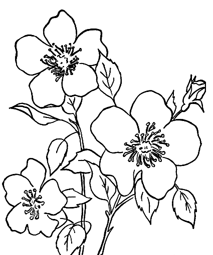 425x510 Gallery Flower Drawings For Kid With Colour,