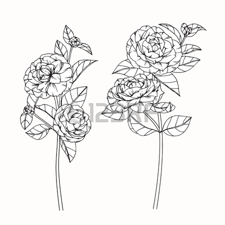 450x450 Peony Flowers Drawing And Sketch With Line Art On White
