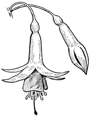 300x388 How To Draw Fuchsias Flowers With Easy Steps Drawing Tutorial