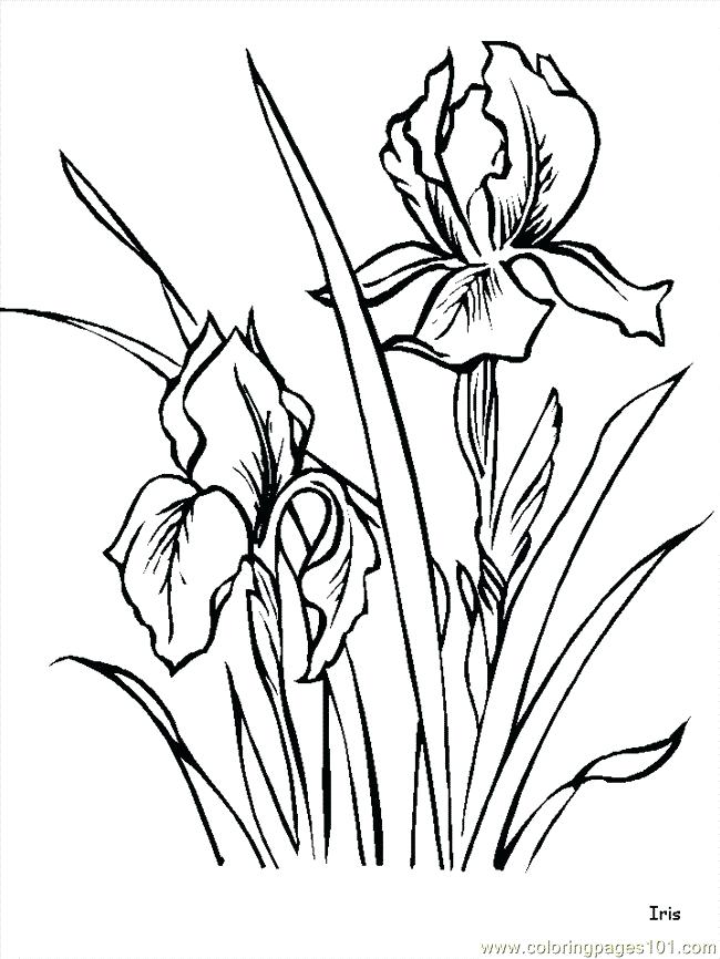 650x866 Coloring Pages Flowers Roses Best Flower Ideas On Drawing Drawings