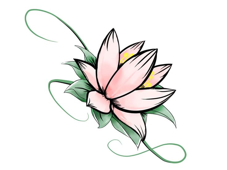 736x552 Drawn Lotus Small