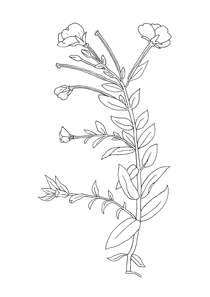 800x1131 Flower Line Drawing Tumblr Images