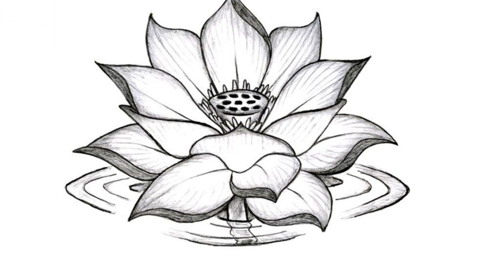 1001x526 Lotus Flower Drawing Tumblr Wallpapers Gallery