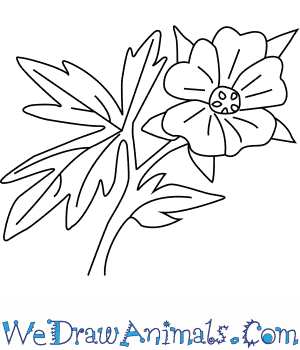 300x350 How To Draw A Geranium Flower