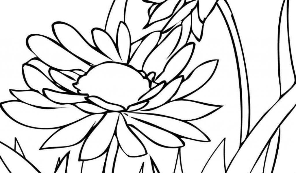 1024x600 The Images Collection Of Color Flowers Drawing Pages Free Download