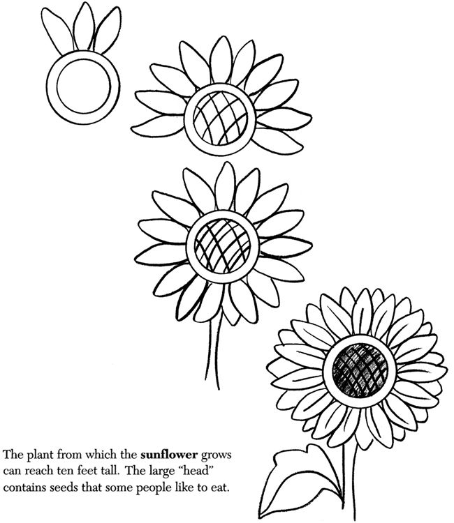 650x750 Ways To Draw Flowers