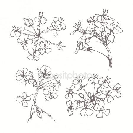 450x450 Cherry Blossom Flower Drawing Sketch Black White Line Art Stock