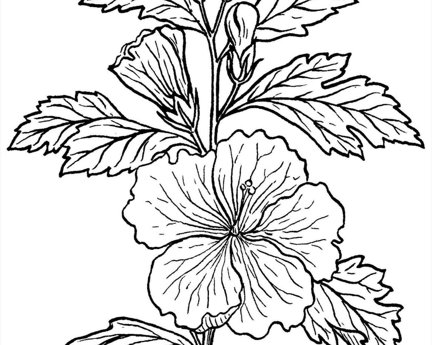 1500x1200 Rainforest Plants Coloring Pages Nice Kids How To Draw Free
