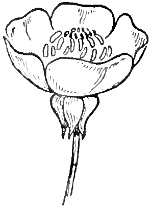 296x404 How To Draw Flowers Drawing Buttercups Step By Step Lesson