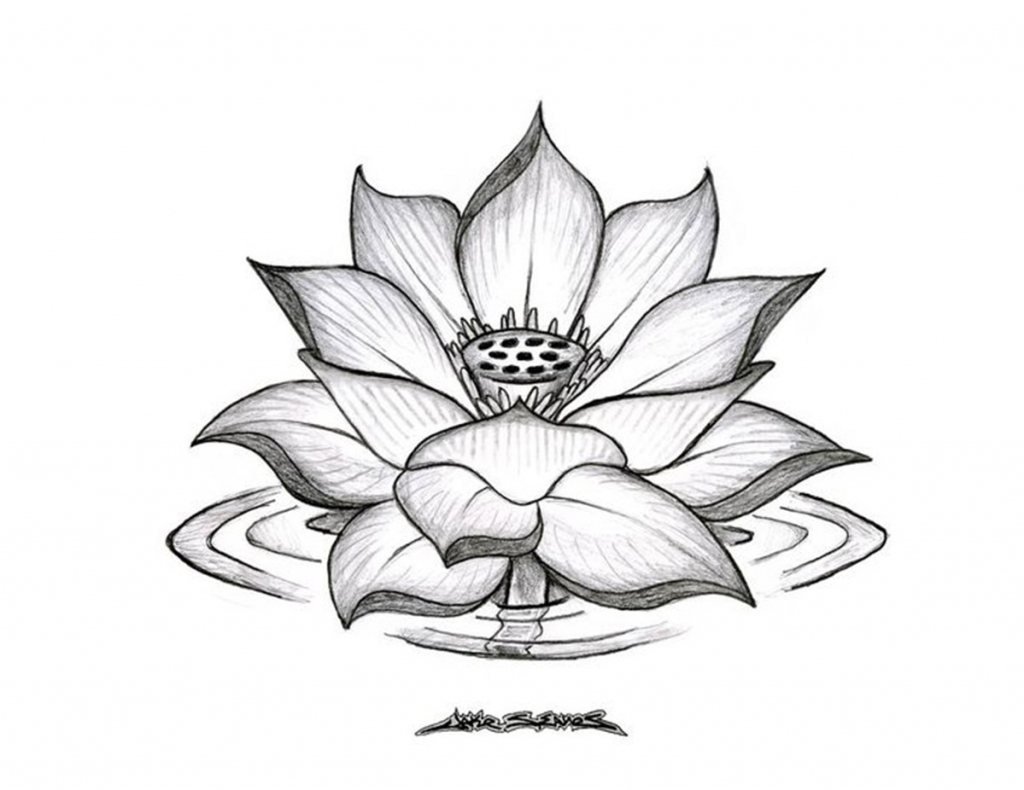 1024x790 Lotus Flower Drawing Sketch Lotus Flower Drawing