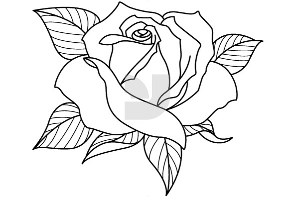 592x396 Rose Flower Drawing Sketch