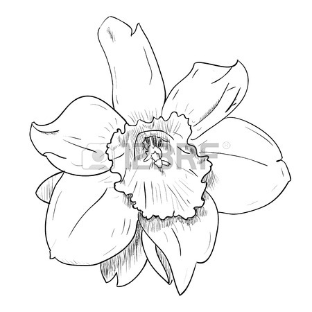 450x450 Vector Drawing Sketch Of Vase With Flowers. Hand Draw Illustration