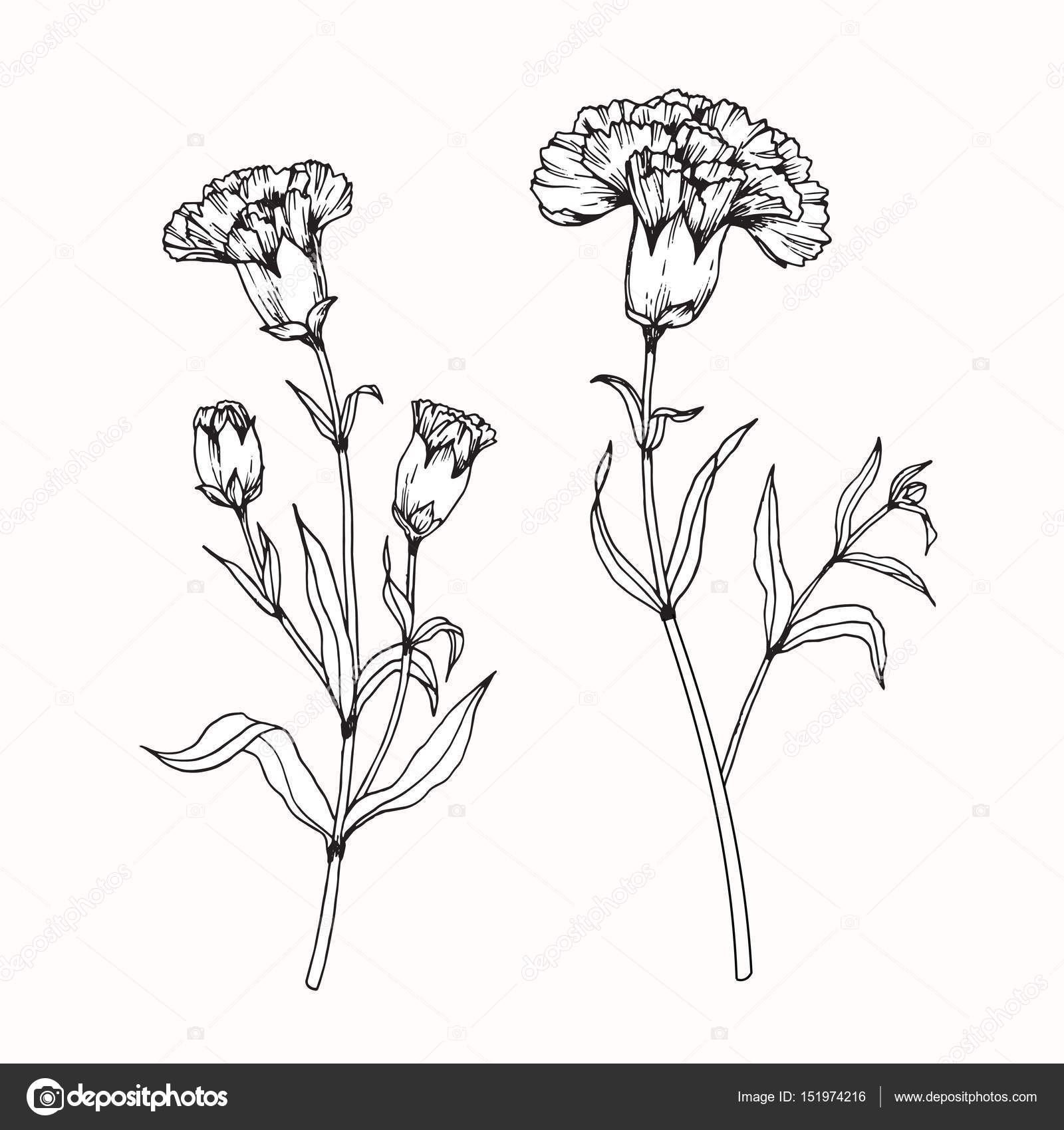 1600x1700 Carnation Flowers Drawing And Sketch With Line Art Stock Vector