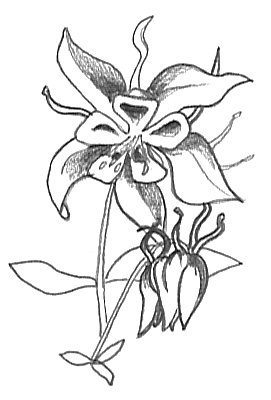 271x400 Flower Sketches