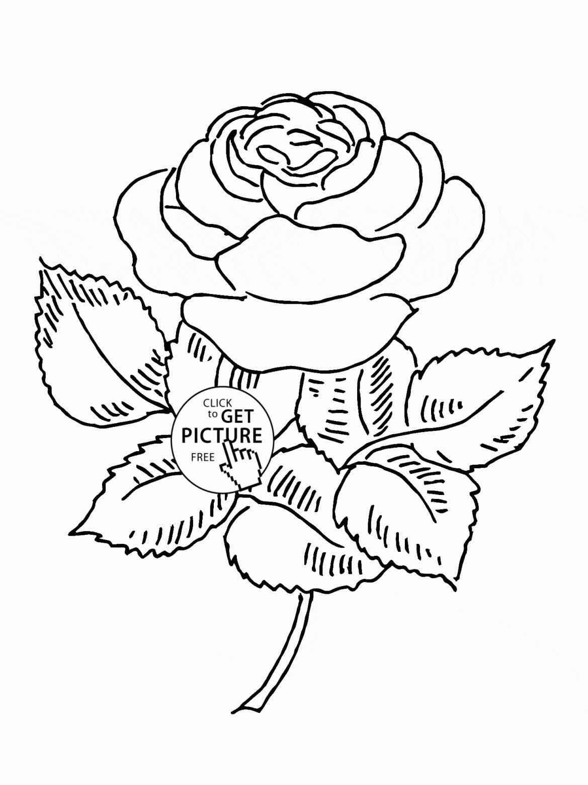 1169x1559 Of Step By Great Drawing In A Vase Essay To Draw How Lotus Flower