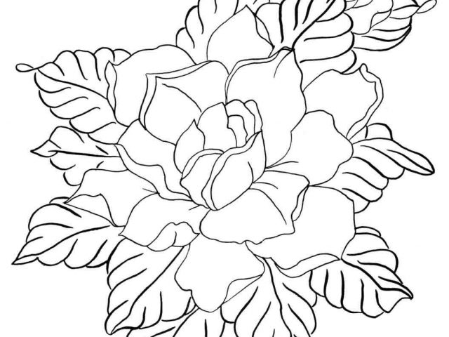 640x480 The Images Collection Of Download Flower Drawing How To Draw