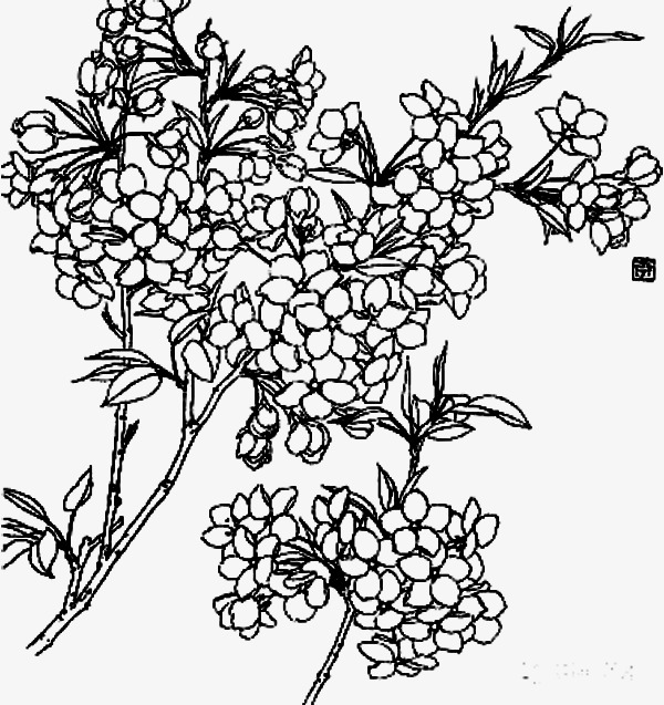 600x637 Flowers Line Drawing Branch, Flowers, Branches, Line Drawing Png