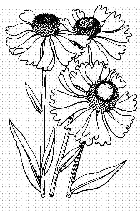 476x716 Pictures Line Drawings Of Flowers,