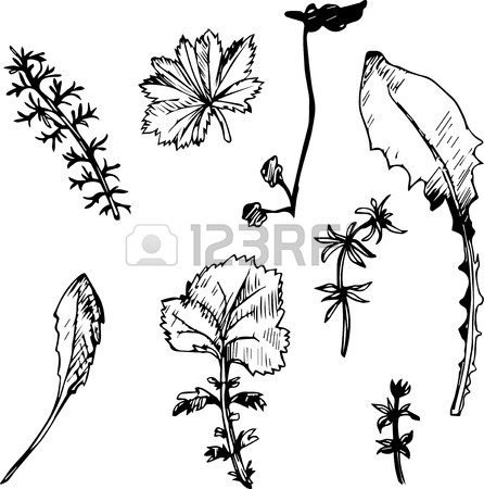 446x450 Set Of Ink Drawing Wild Flowers With Leaves, Line Drawing Wild