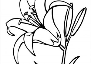 300x210 Flower Drawing Outline Flower Outline Drawing Clipart