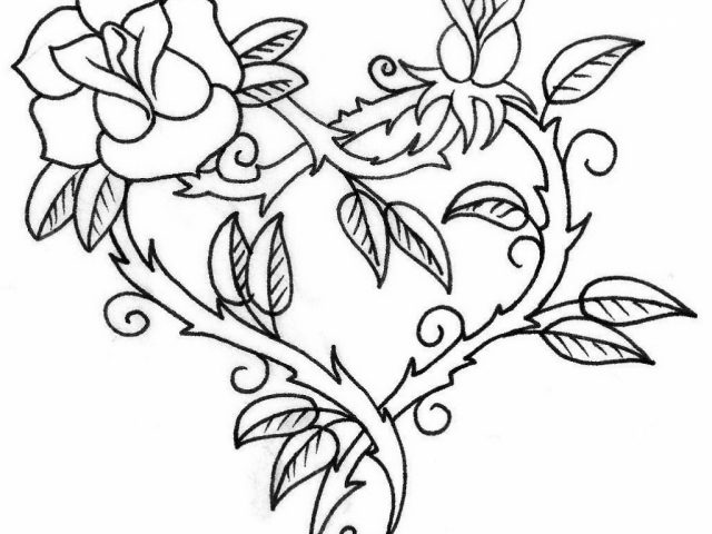 640x480 Outline Drawing Of Rose Flower