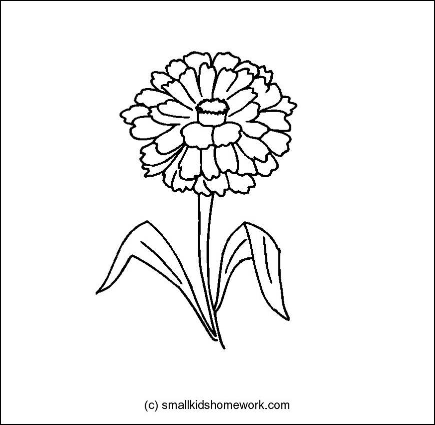869x849 Zinnia Flower Outline And Coloring Picture