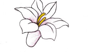 300x170 Flower Pencil Drawings