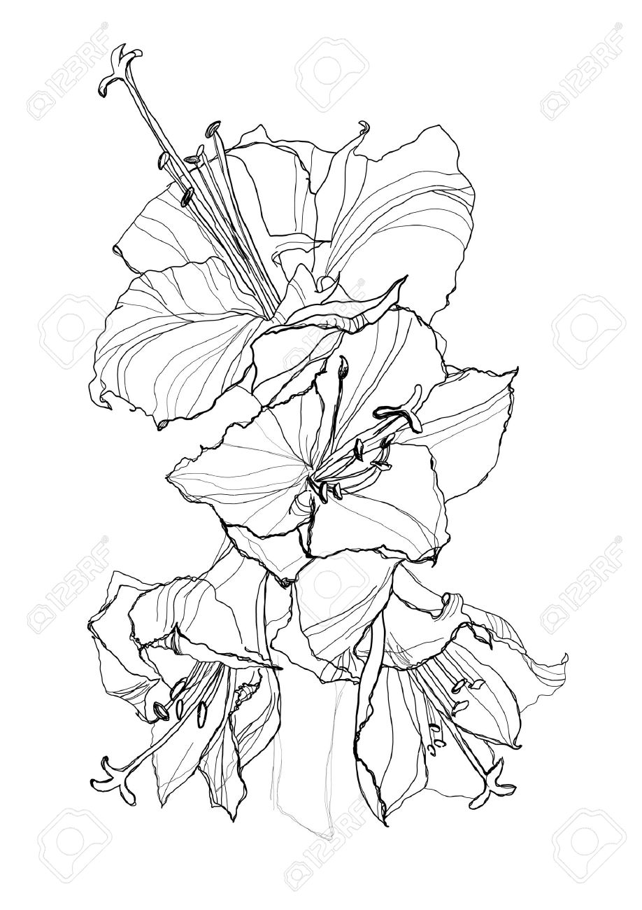 918x1300 Hibiscus Flower Pencil Drawing On White Background Royalty Free